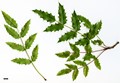 SpeciesSub: subsp. pinnata